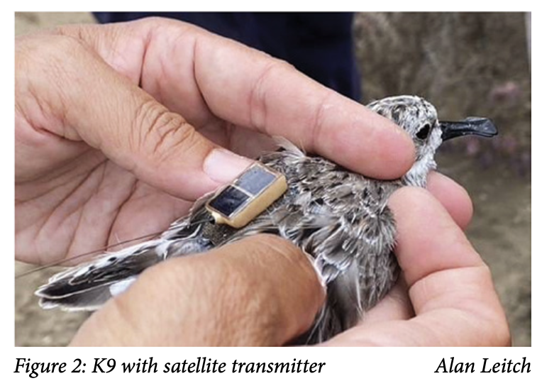 applying a transmitter to a spoon-billed sandpiper